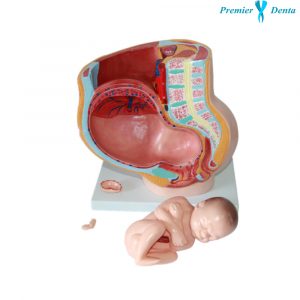Model anatomic pelvis feminin in sarcina 4 parti sagital