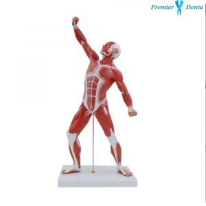 Premierdenta - Premier Denta Model sistem muscular uman 50 cm PVC