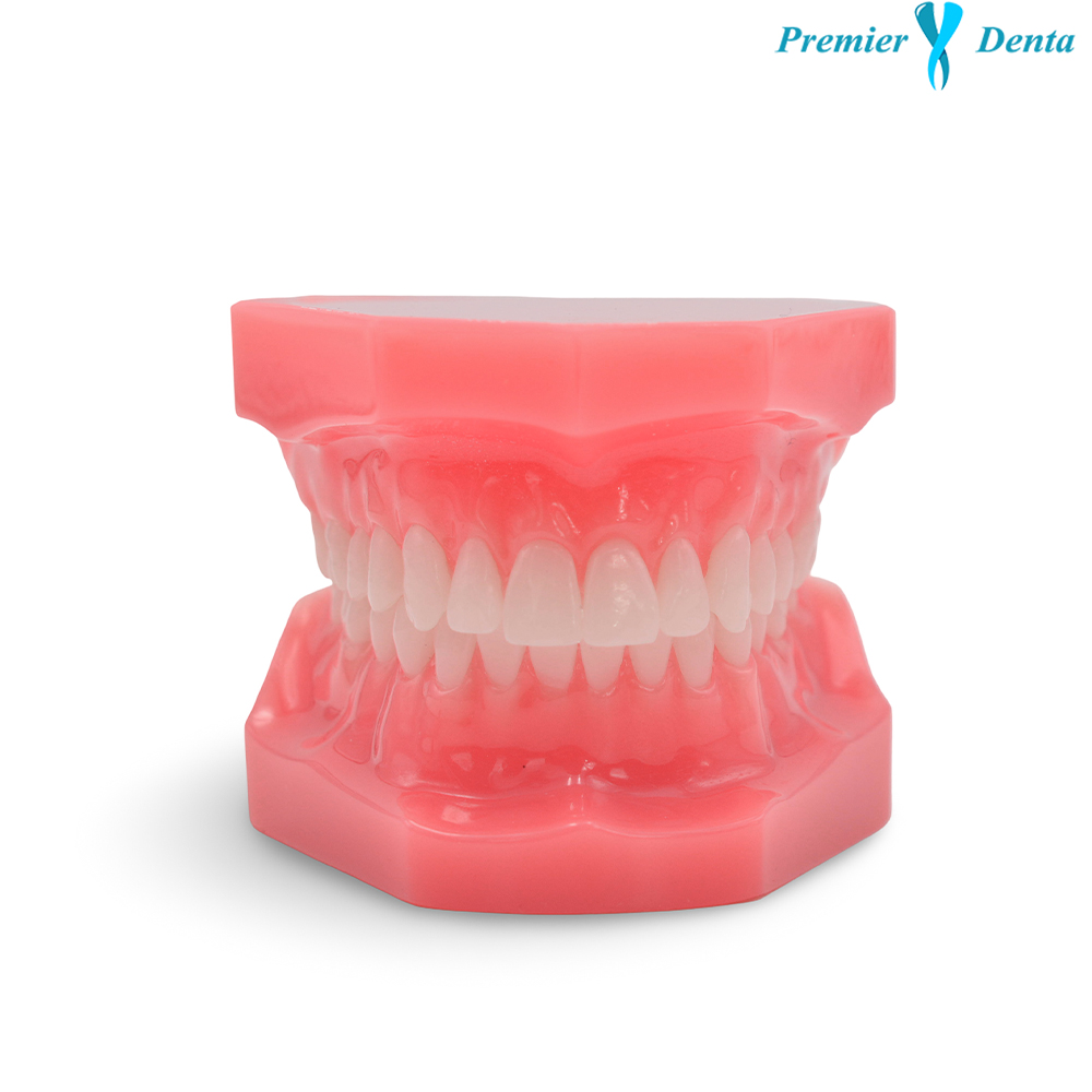 Model dentar typodont acrilic clasic sanatos Model dentar typodont acrilic clasic sanatos - imagine 3