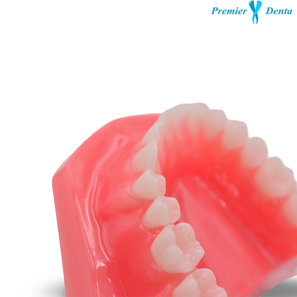 Model dentar typodont acrilic clasic sanatos Model dentar typodont acrilic clasic sanatos - imagine 4