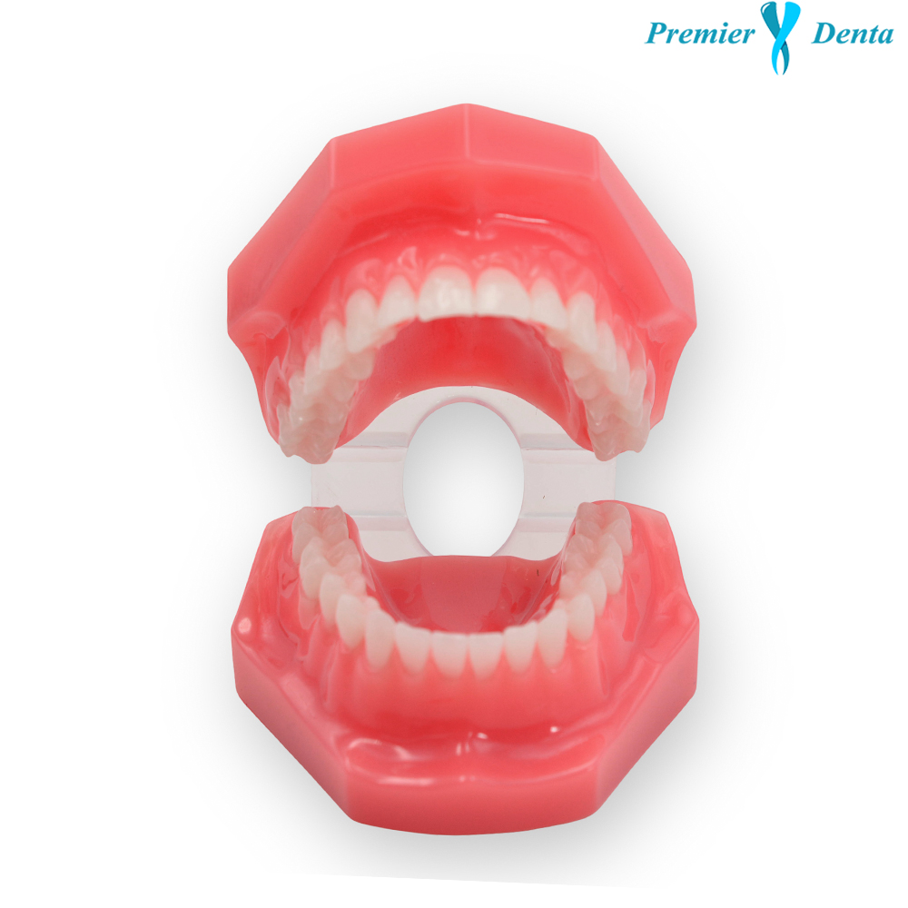 Model dentar typodont acrilic clasic sanatos Model dentar typodont acrilic clasic sanatos - imagine 5