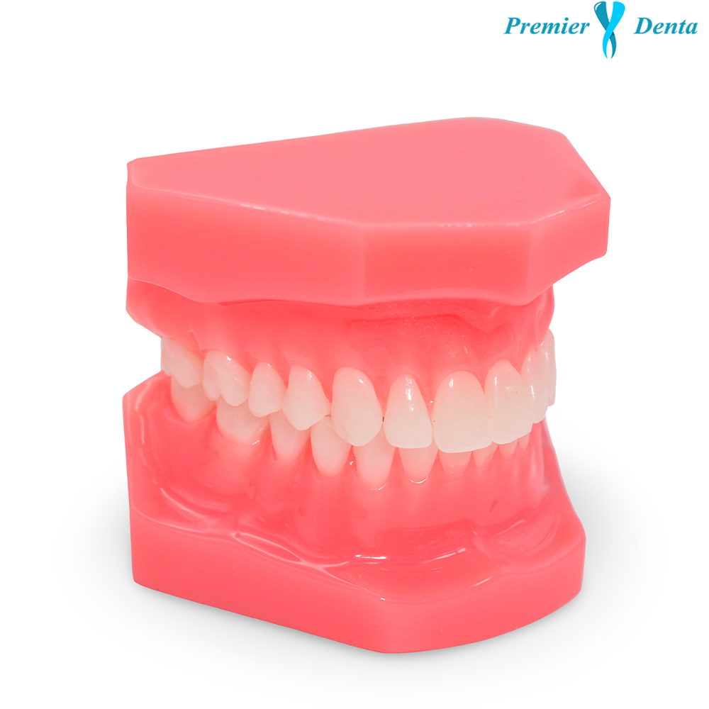 Model dentar typodont acrilic clasic sanatos Model dentar typodont acrilic clasic sanatos