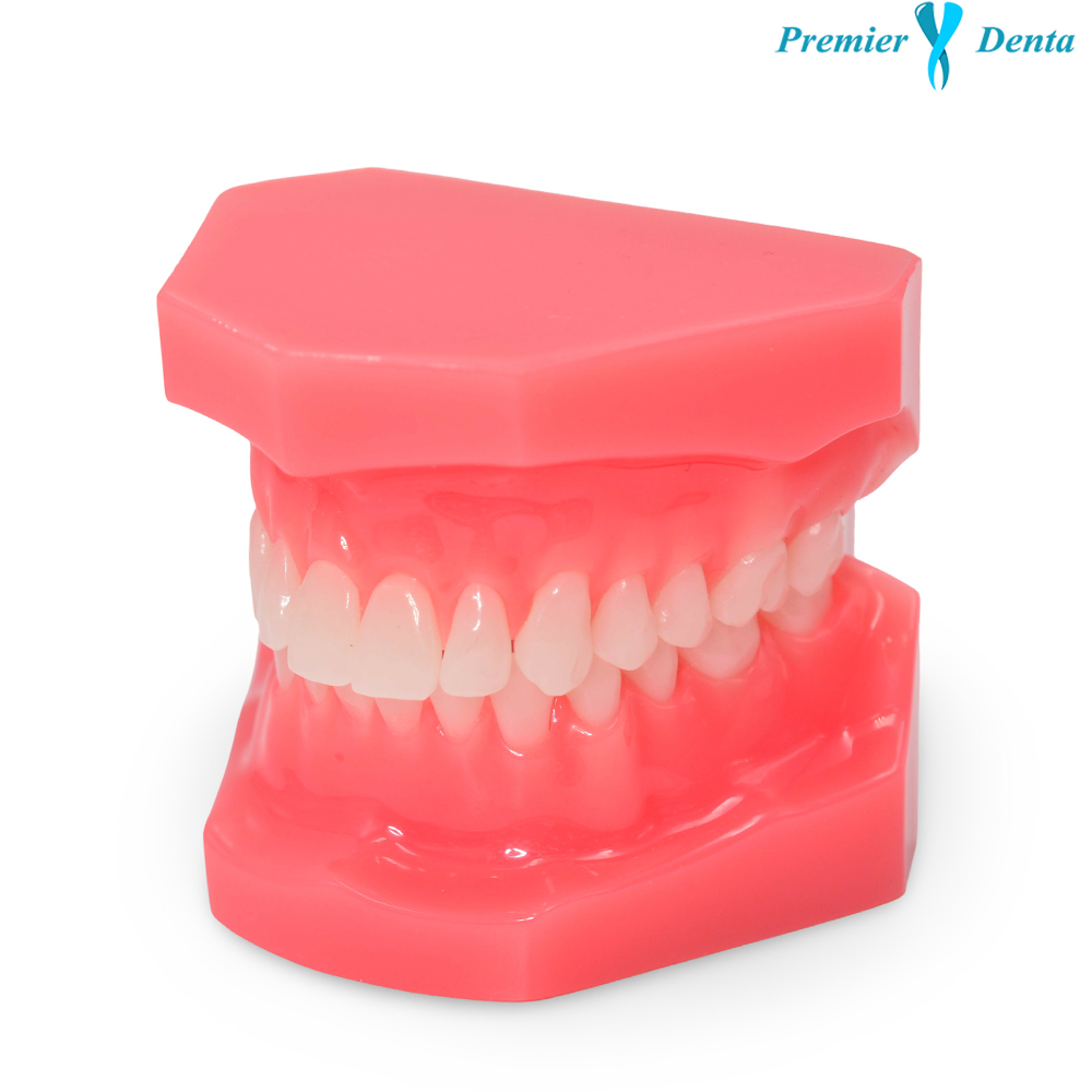 Model dentar typodont acrilic clasic sanatos Model dentar typodont acrilic clasic sanatos - imagine 6