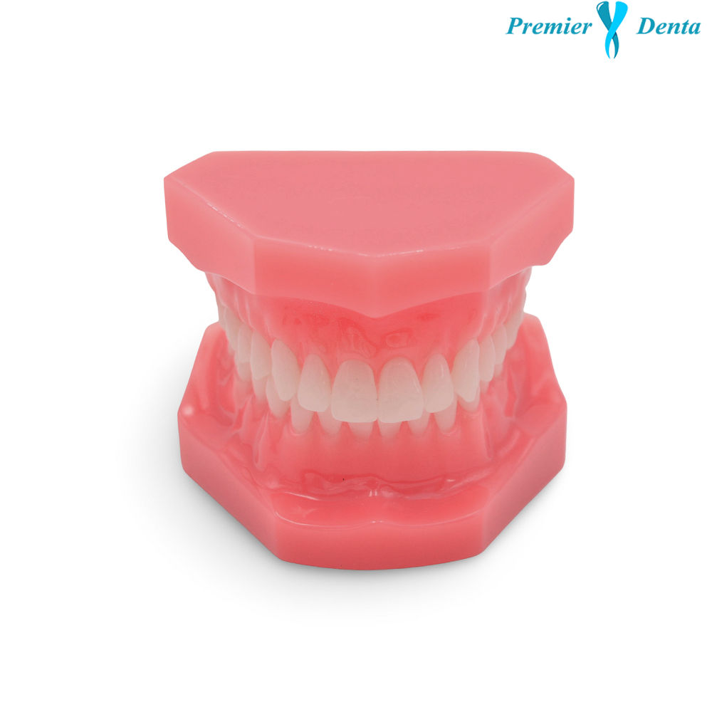 Model dentar typodont acrilic clasic sanatos Model dentar typodont acrilic clasic sanatos - imagine 2