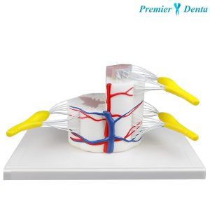 Model maduva spinarii PVC